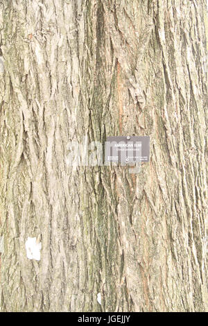 American Elm, Ulmus Americana, Central Park, New York, Vereinigte Staaten Stockfoto