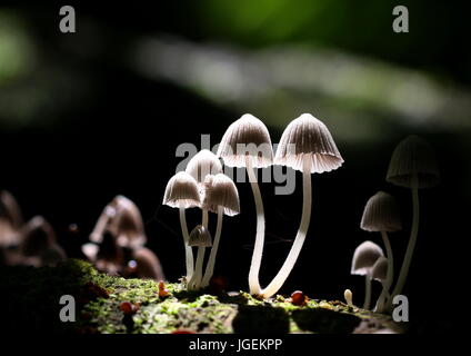 Hintergrundbeleuchtet und selektiv konzentriert sich der kleine Coprinellus disseminatus Pilze, der auf einem gefallenen Baumstamm in einem tropischen Dschungel wächst. Stockfoto