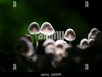 Hintergrundbeleuchtet und selektiv konzentriert sich der kleine Coprinellus disseminatus Pilze, der auf einem gefallenen Baumstamm in einem tropischen Dschungel wächst. Stockfoto