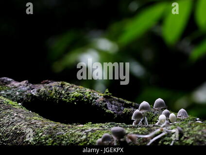 Winzige Coprinellus disseminatus Pilze wachsen auf einem gefallenen Baumstamm in einem tropischen Dschungel. Stockfoto