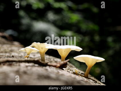Weiße Dschungel Pilze wachsen auf einem gefallenen Baumstamm in einem tropischen Dschungel. Stockfoto