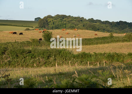 Die schöne Landschaft rund um Slapton, Devon. Stockfoto