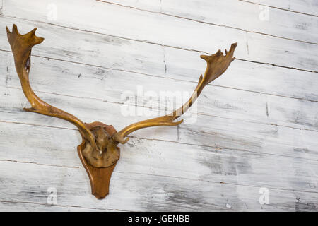 Elch Geweih hängen auf Holz- wand, Foto Stockfoto