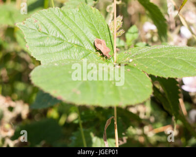 Dock Bug Insekt ruht auf Blatt Coreus Marginatus England uk Stockfoto