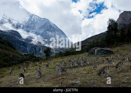 Eine Herde von Rotwild in den Bergen von Yading Natur behalten, Sichuan, China. Stockfoto