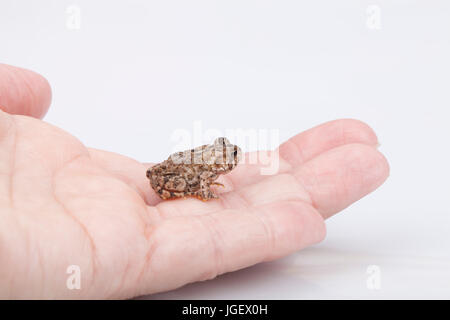 Miniatur-Kröte auf einer weißen Fläche. Mini-Kröte isoliert auf weißem Hintergrund. Stockfoto