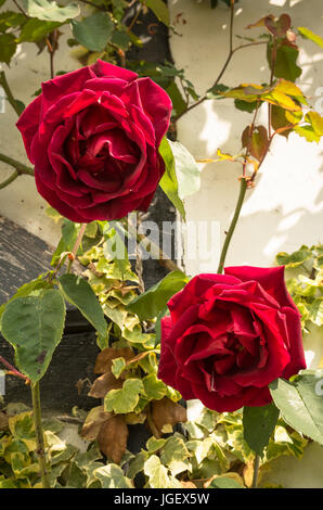 Zwei schöne rote Rosen - Etoile de Hollande blüht im Frühsommer in UK Stockfoto