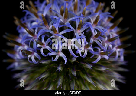 Studie einer Fingerhut Blume Nahaufnahme Stockfoto