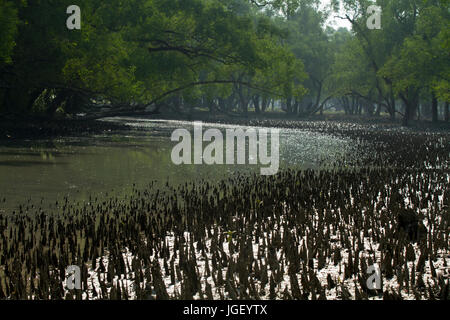 Wald am Nilkomol oder Hiron Punkt-Bereich in den Sundarbans, ein UNESCO-Weltkulturerbe und ein Naturschutzgebiet. Die größte littoral Mangrovenwald Stockfoto