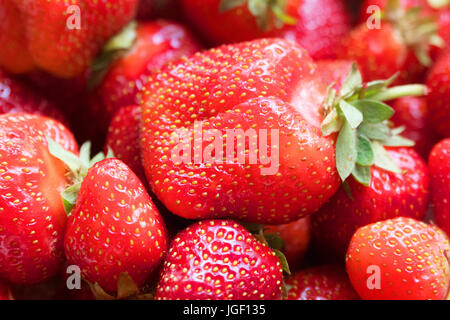 Hintergrund aus erntefrischen Erdbeeren Stockfoto