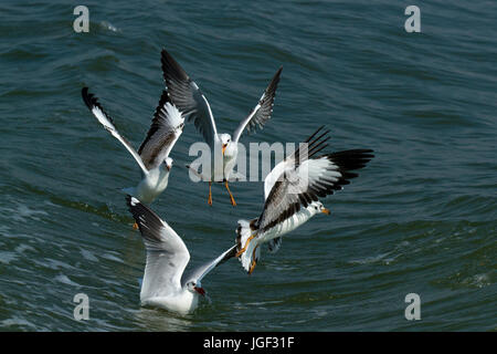 Eine Herde von Möwen fliegen über den Fluss Naf Gangchil genannt. Teknaf, Cox Bazar, Bangladesch Stockfoto