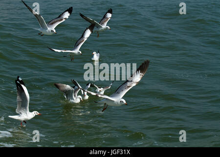 Eine Herde von Möwen fliegen über den Fluss Naf Gangchil genannt. Teknaf, Cox Bazar, Bangladesch Stockfoto