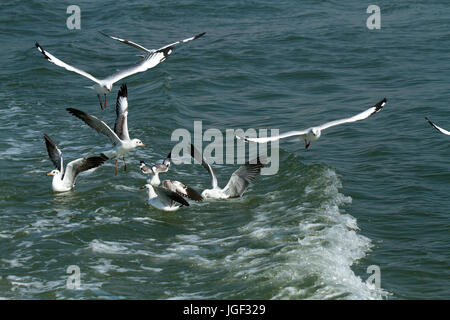 Eine Herde von Möwen fliegen über den Fluss Naf Gangchil genannt. Teknaf, Cox Bazar, Bangladesch Stockfoto