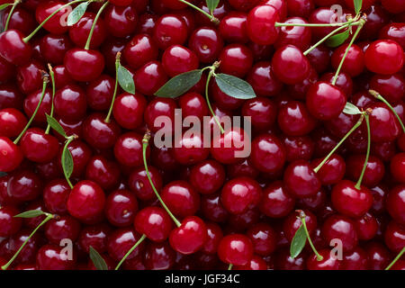 Nahaufnahme von Haufen von reifen Kirschen mit Stängeln und Blättern. Große Sammlung von frischen roten Kirschen. Reife Kirschen Hintergrund. Stockfoto