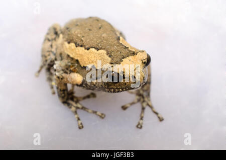 Asiatische bemalte Frosch oder Banded Ochsenfrosch oder Kaloula Pulchra Frosch. Banded Bullfrog auf weißem Hintergrund hautnah. Stockfoto