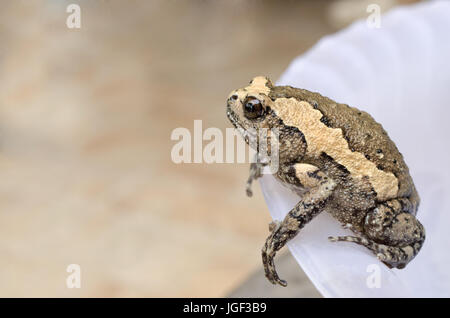 Banded Bullfrog auf einer Schüssel hautnah. Stockfoto