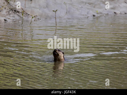 Otter, am Ort genannt Udbiral in den Sundarbans, ein UNESCO-Weltkulturerbe und ein Naturschutzgebiet. Die größte littoral Mangrovenwald in der wor Stockfoto