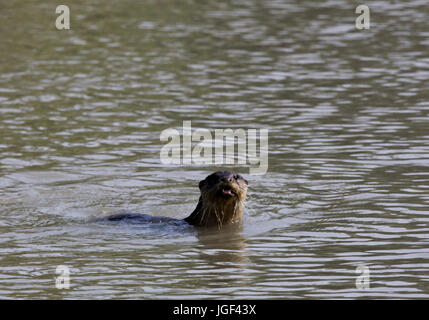 Otter, am Ort genannt Udbiral in den Sundarbans, ein UNESCO-Weltkulturerbe und ein Naturschutzgebiet. Die größte littoral Mangrovenwald in der wor Stockfoto