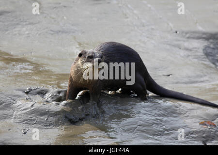 Otter, am Ort genannt Udbiral in den Sundarbans, ein UNESCO-Weltkulturerbe und ein Naturschutzgebiet. Die größte littoral Mangrovenwald in der wor Stockfoto