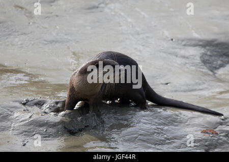 Otter, am Ort genannt Udbiral in den Sundarbans, ein UNESCO-Weltkulturerbe und ein Naturschutzgebiet. Die größte littoral Mangrovenwald in der wor Stockfoto