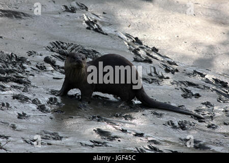 Otter, am Ort genannt Udbiral in den Sundarbans, ein UNESCO-Weltkulturerbe und ein Naturschutzgebiet. Die größte littoral Mangrovenwald in der wor Stockfoto