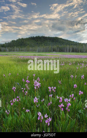 Shooting Star (Dodecatheon Conjugens) Wildblumen blühen in Elk Wiesen, Lachs-Challis National Forest Idaho Stockfoto