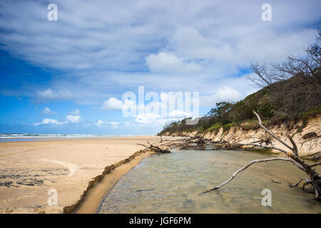 Fluss Eli Creek, Great Sandy National Park, Fraser Island, Queensland, Australien. Stockfoto