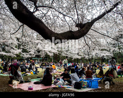Hanami, Cherry Blossom anzeigen, Uneo Park, Tokyo, Japan. Partyzeit in Japan. Stockfoto