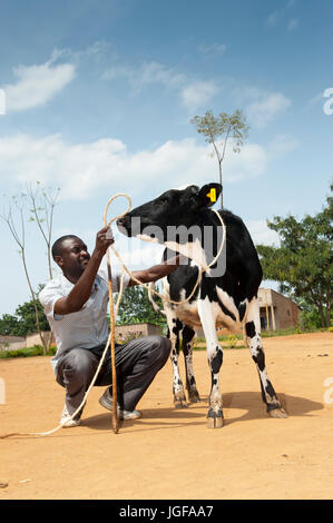 Ruandischen Bauern erhalten eine Milchkuh von einer Wohltätigkeitsorganisation, die mit dem Ziel, die afrikanischen Bauern selbst unterstützen helfen. Stockfoto