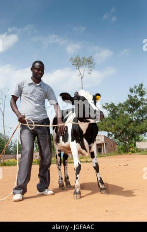 Ruandischen Bauern erhalten eine Milchkuh von einer Wohltätigkeitsorganisation, die mit dem Ziel, die afrikanischen Bauern selbst unterstützen helfen. Stockfoto