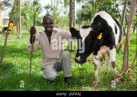 Ruandischen Bauern erhalten eine Milchkuh von einer Wohltätigkeitsorganisation, die mit dem Ziel, die afrikanischen Bauern selbst unterstützen helfen. Stockfoto