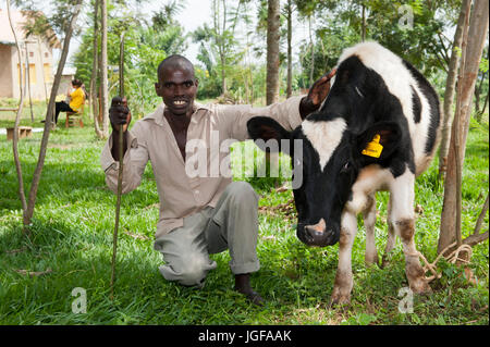 Ruandischen Bauern erhalten eine Milchkuh von einer Wohltätigkeitsorganisation, die mit dem Ziel, die afrikanischen Bauern selbst unterstützen helfen. Stockfoto