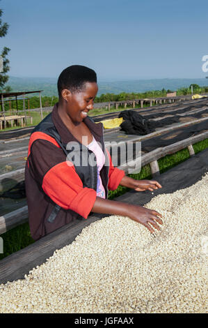 Ruandischen Frau Trocknung Kaffeebohnen auf benutzerdefinierte gemacht Trockengestelle. Ruanda. Stockfoto