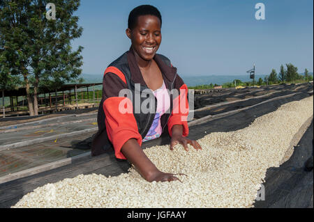 Ruandischen Frau Trocknung Kaffeebohnen auf benutzerdefinierte gemacht Trockengestelle. Ruanda. Stockfoto