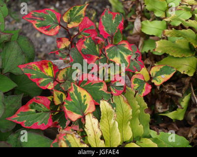 Houttuynia Cordata und Farne Stockfoto