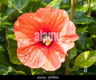Wunderschöne hawaiianische tropische rote Hibiskus Stockfoto