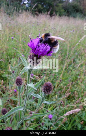 Natur Reservat warwickshire Stockfoto