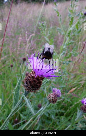 Natur Reservat warwickshire Stockfoto