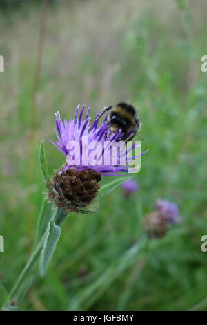 Natur Reservat warwickshire Stockfoto