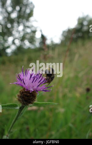 Natur Reservat warwickshire Stockfoto