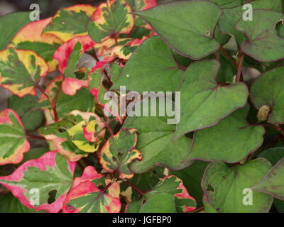 Houttuynia cordata Stockfoto