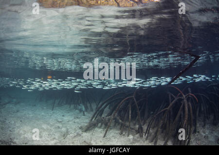 Eine Schule des hellen Ährenfischartige schwimmt durch einen Mangrovenwald in Raja Ampat, Indonesien. Stockfoto