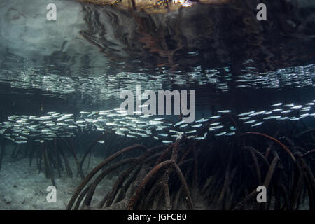 Eine Schule des hellen Ährenfischartige schwimmt durch einen Mangrovenwald in Raja Ampat, Indonesien. Stockfoto