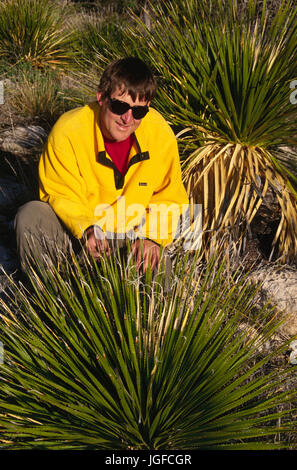 Sotol in Pine Creek Canyon, Guadalupe Mountains Nationalpark, Texas Stockfoto