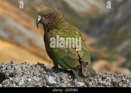 Kea (New Zealand alpine Papagei - Nestor Notabilis), Mount Hutt, Canterbury, Südinsel, Neuseeland Stockfoto