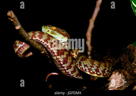 Trimeresurus Venustus, zuvor Cryptelytrops Venustus – Brown spotted Green Grubenotter oder schöne Grubenotter Stockfoto