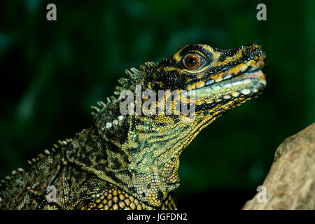 Philippine Segelkärpflinge Eidechse, crested Eidechse, Segel-Fin Eidechse, Segelkärpflinge Wasser Eidechse, Soa Soa Wasser Eidechse (Hydrosaurus Pustulatus) oder ovipar Eidechse. N Stockfoto