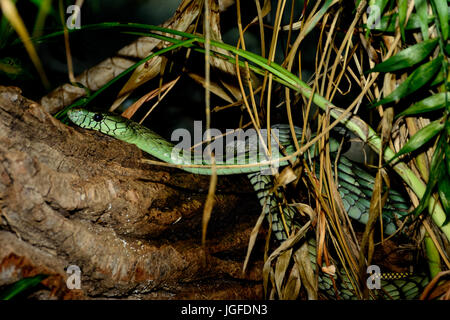 Westliche grüne Mamba (Dendroaspis Viridis), auch bekannt als der westafrikanische grüne Mamba Hallowells grüne mamba Stockfoto