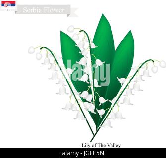 Serbien-Blume, Illustration von Lily Of The Valley Blumen. Die nationale Blume in Serbien. Stock Vektor
