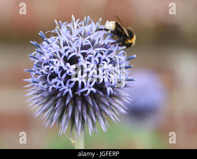 Eine Hummel (Bombus Arten) der Nahrungssuche auf einer Echinopsis Blume, Sammeln von Nektar und Pollen. Ashford, Kent, Großbritannien. Stockfoto